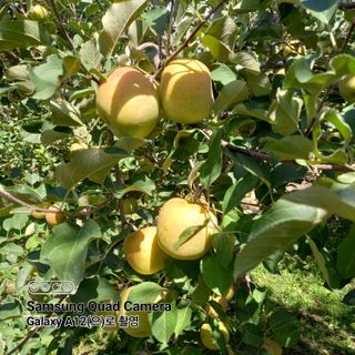 최동구님의 사과 · 비료•농약 작성글 사진