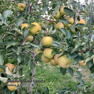 최동구님의 사과 · 비료•농약 작성글 사진