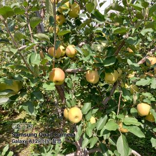 최동구님의 사과 · 비료•농약 작성글 사진