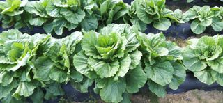 김영문님의 자유주제 · 자유게시판 작성글 사진