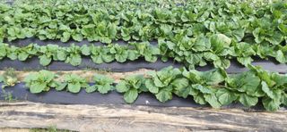 김영문님의 자유주제 · 자유게시판 작성글 사진