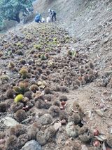 팜모닝 기타작물·영농일지 게시글 이미지