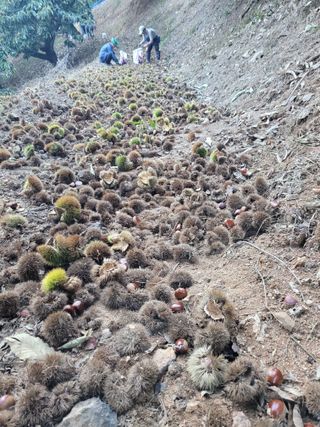 홍가네수정농장님의 기타작물 · 영농일지 작성글 사진