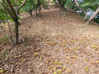 홍가네수정농장님의 기타작물 · 영농일지 작성글 사진