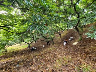 홍가네수정농장님의 기타작물 · 영농일지 작성글 사진