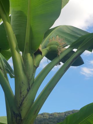 무상(無常)님의 배추 · 영농일지 작성글 사진