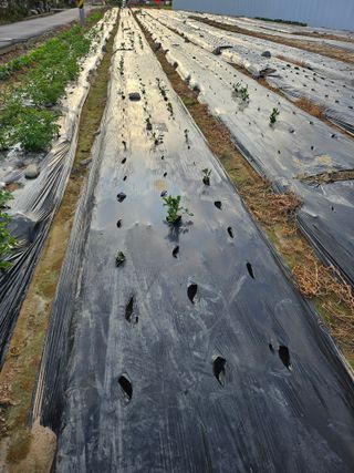 자미화님의 감자 · 영농일지 작성글 사진