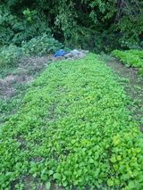 팜모닝 더운 가을, 농사 괜찮으신가요?·참여글 게시글 이미지