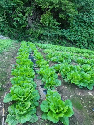 박형근님의 더운 가을, 농사 괜찮으신가요? · 참여글 작성글 사진