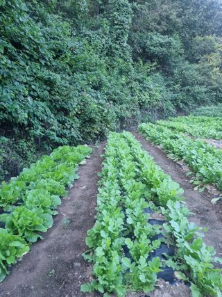 박형근님의 더운 가을, 농사 괜찮으신가요? · 참여글 작성글 사진
