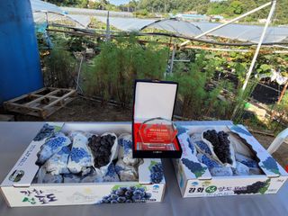 양파7337님의 포도 · 영농일지 작성글 사진