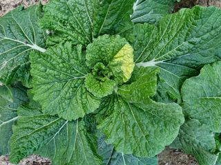 사과는애플님의 자유주제 · 자유게시판 작성글 사진