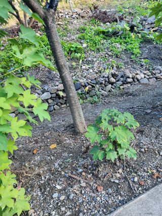 김용대님의 자유주제 · 자유게시판 작성글 사진