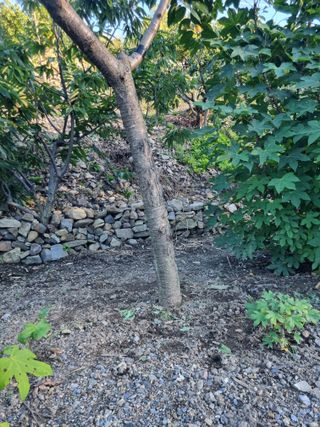 김용대님의 자유주제 · 자유게시판 작성글 사진