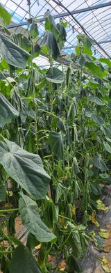 팜모닝 오이·자유게시판 게시글 이미지