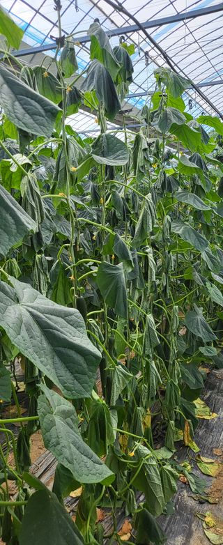 고광섭님의 오이 · 자유게시판 작성글 사진