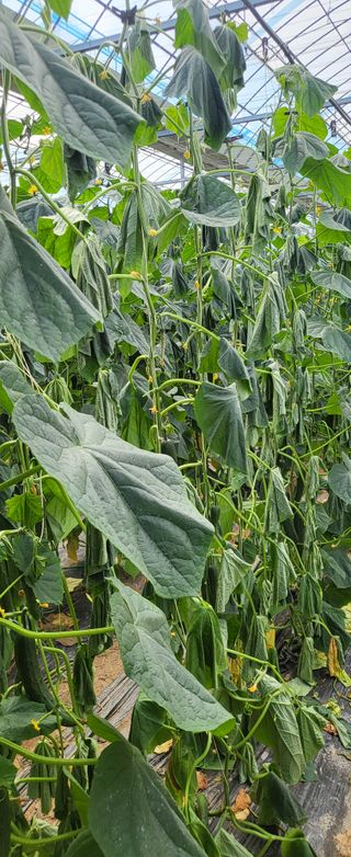 고광섭님의 오이 · 자유게시판 작성글 사진