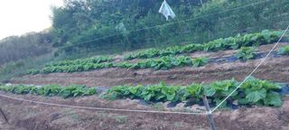 ksnam님의 배추 · 영농일지 작성글 사진