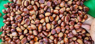 독골농원님의 자유주제 · 자유게시판 작성글 사진