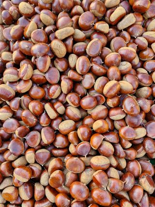 독골농원님의 자유주제 · 자유게시판 작성글 사진