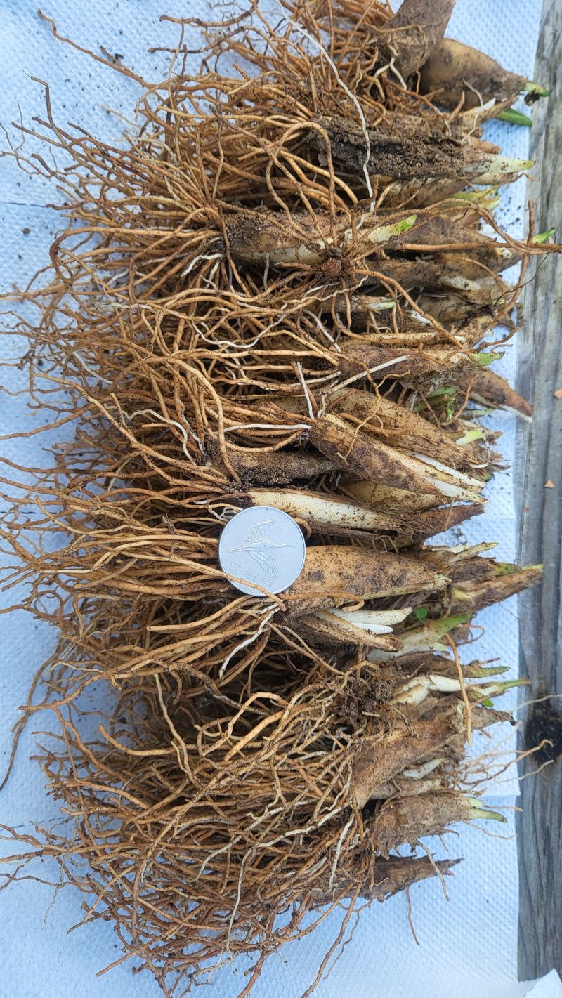 최연재님의 장터 판매 상품 [명이종근에 많은 관심 감사 드립니다] 첨부 사진