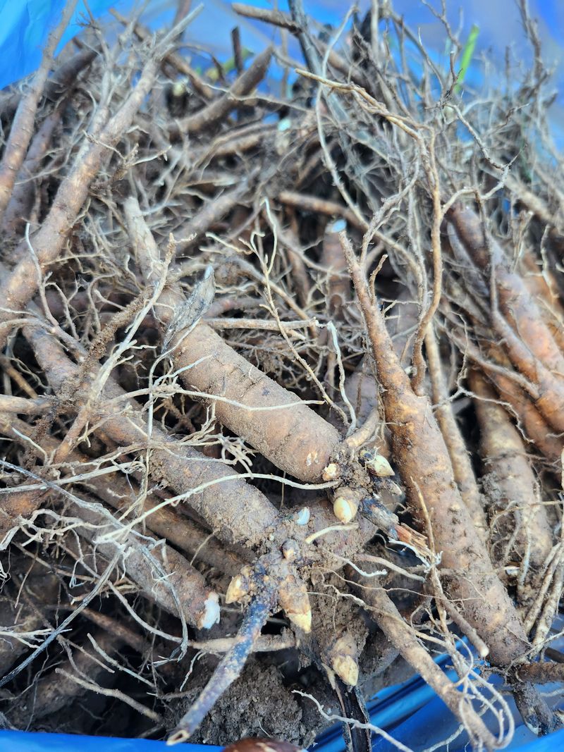 장터 상품 [작약4년생종근 ] 썸네일