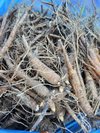 장흥 모경화 님의 작성글 사진