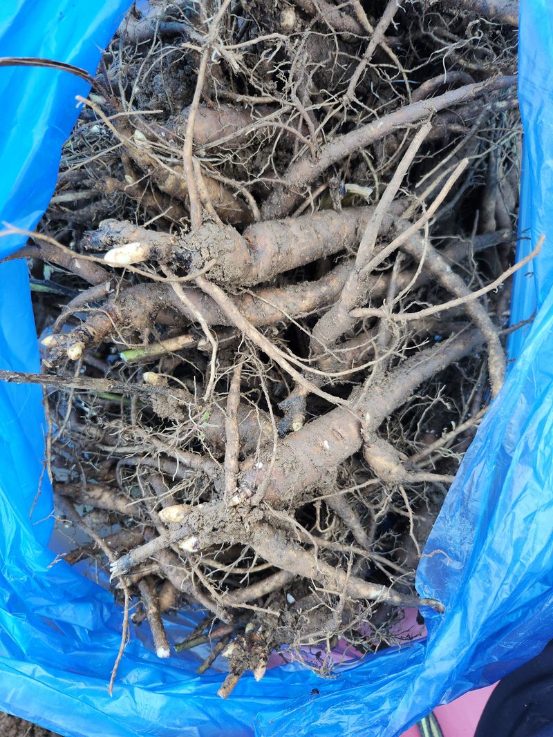 장흥 모경화 님의 장터 판매 상품 [작약4년생종근 ] 첨부 사진