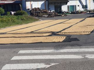 옥천서화농님의 자유주제 · 자유게시판 작성글 사진