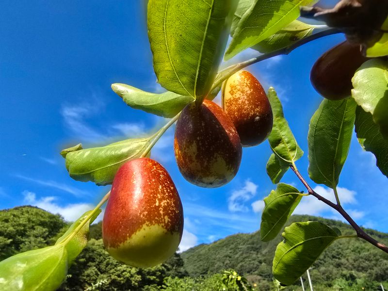 주주농장님의 장터 판매 상품 [[판매완료]생대추(복조대추,약대추)] 첨부 사진
