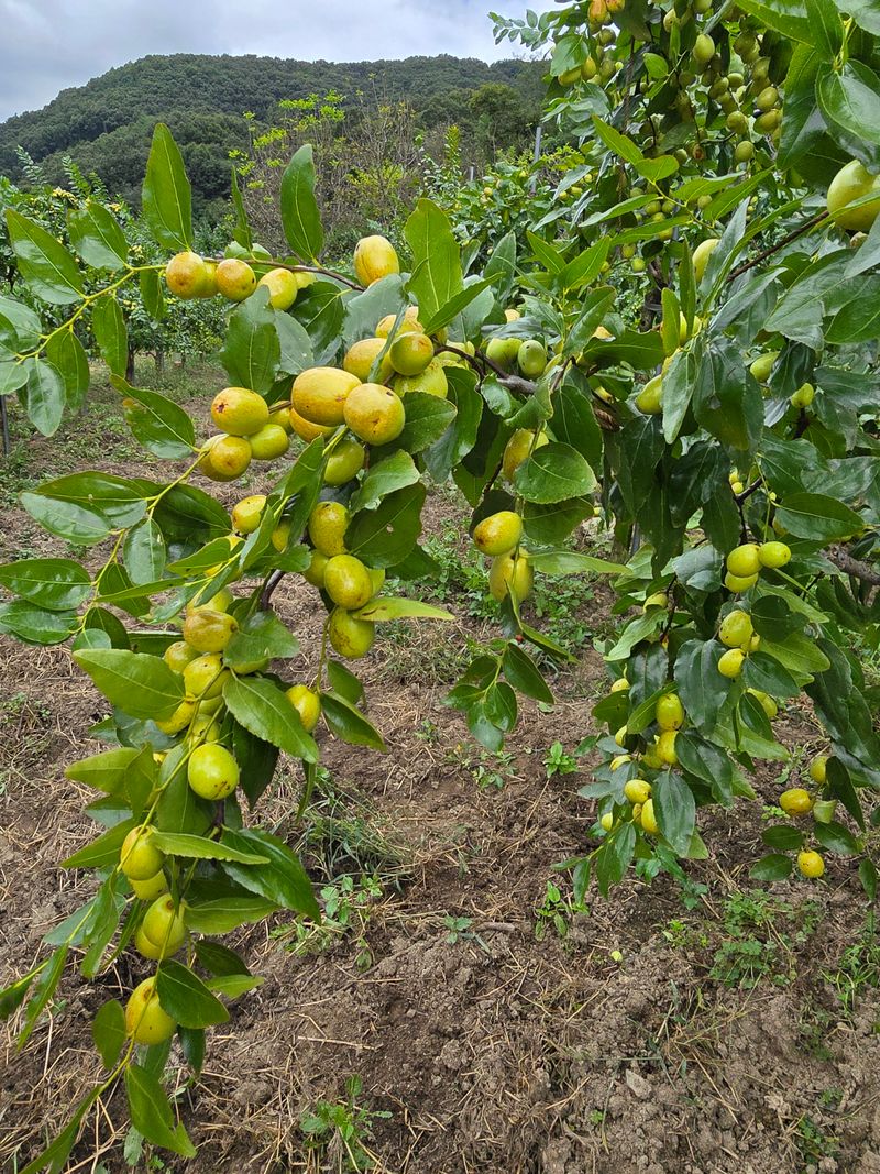 주주농장님의 장터 판매 상품 [[판매완료]생대추(복조대추,약대추)] 첨부 사진