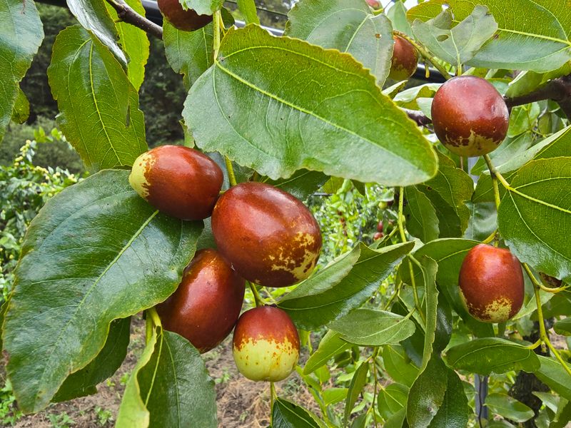 주주농장님의 장터 판매 상품 [[판매완료]생대추(복조대추,약대추)] 첨부 사진