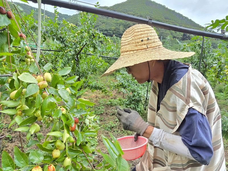 주주농장님의 장터 판매 상품 [[판매완료]생대추(복조대추,약대추)] 첨부 사진