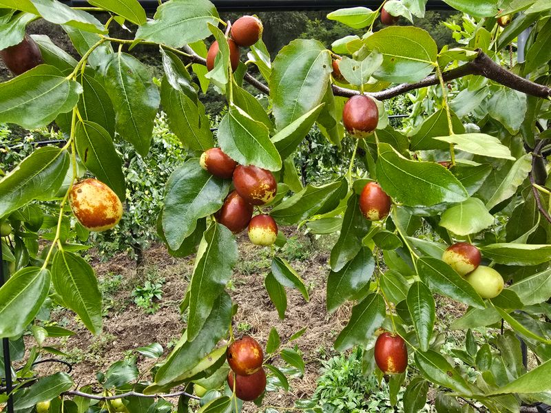 주주농장님의 장터 판매 상품 [[판매완료]생대추(복조대추,약대추)] 첨부 사진