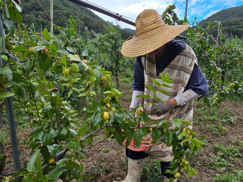주주농장님의 장터 판매 상품 [[판매완료]생대추(복조대추,약대추)] 첨부 사진
