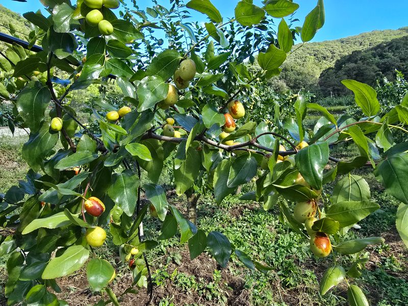 주주농장님의 장터 판매 상품 [[판매완료]생대추(복조대추,약대추)] 첨부 사진