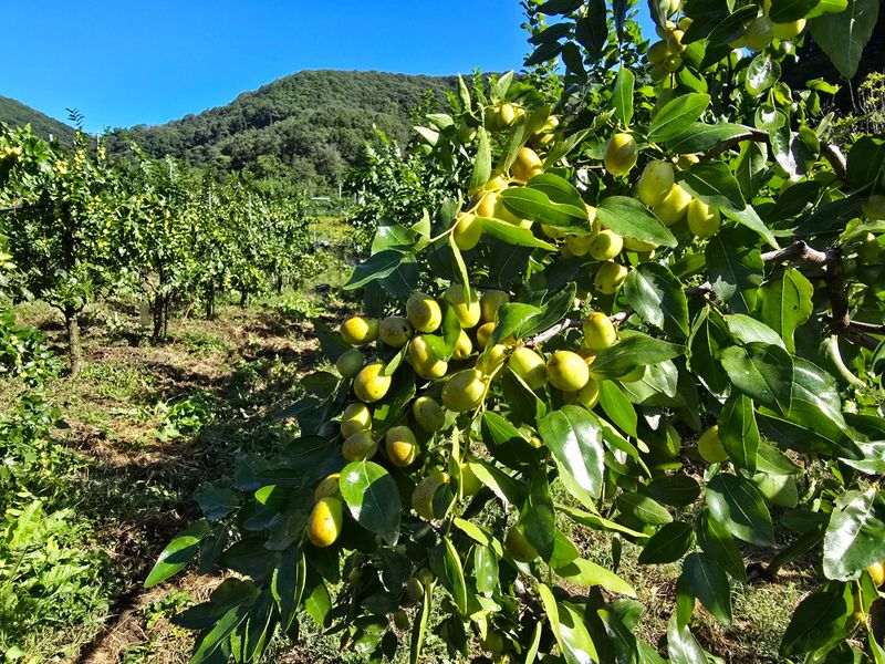 주주농장님의 장터 판매 상품 [[판매완료]생대추(복조대추,약대추)] 첨부 사진