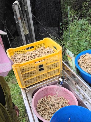 장기준님의 기타작물 · 영농일지 작성글 사진