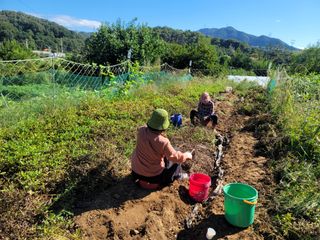 장기준님의 기타작물 · 영농일지 작성글 사진