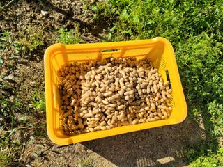 장기준님의 기타작물 · 영농일지 작성글 사진