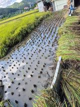 팜모닝 자유주제·자유게시판 게시글 이미지