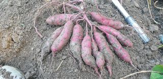 박선화님의 고구마 · 영농일지 작성글 사진