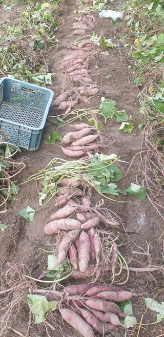 박선화님의 고구마 · 영농일지 작성글 사진