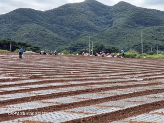 석승인님의 마늘 · 영농일지 작성글 사진