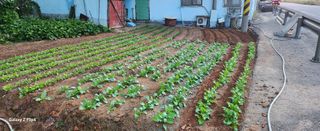 님의 농사, 무엇이든 물어보세요! · 참여글 작성글 사진