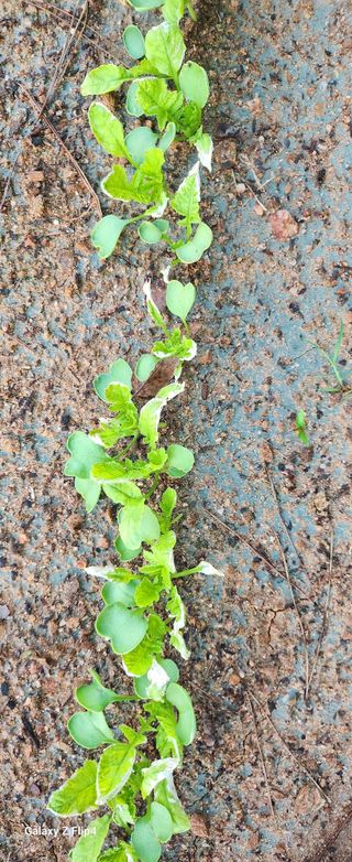 님의 농사, 무엇이든 물어보세요! · 참여글 작성글 사진