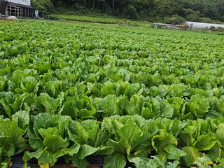 김금철님의 배추 · 영농일지 작성글 사진