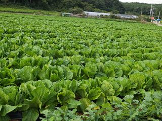 김금철님의 배추 · 영농일지 작성글 사진