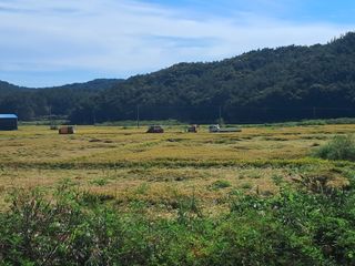 조명희님의 자유주제 · 자유게시판 작성글 사진