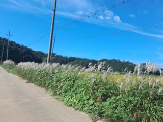 조명희님의 자유주제 · 자유게시판 작성글 사진